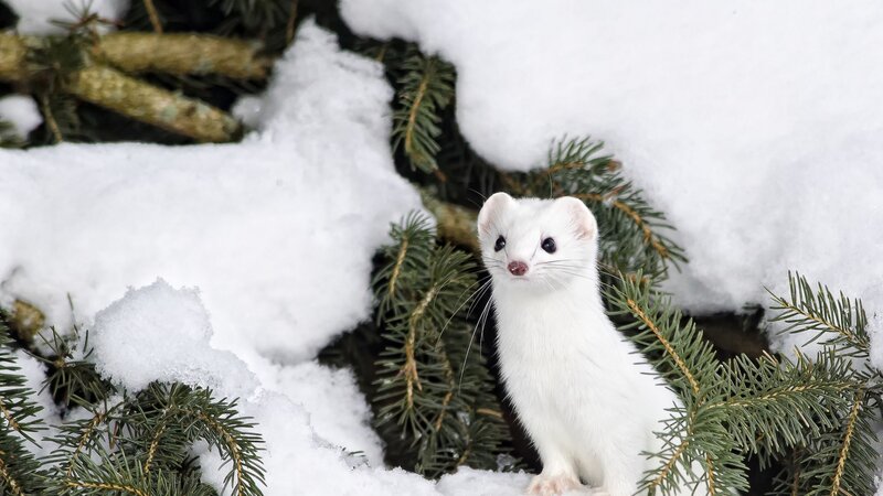 White Weasel in Snow — Calm, Winter, Photograph, Pine Branches