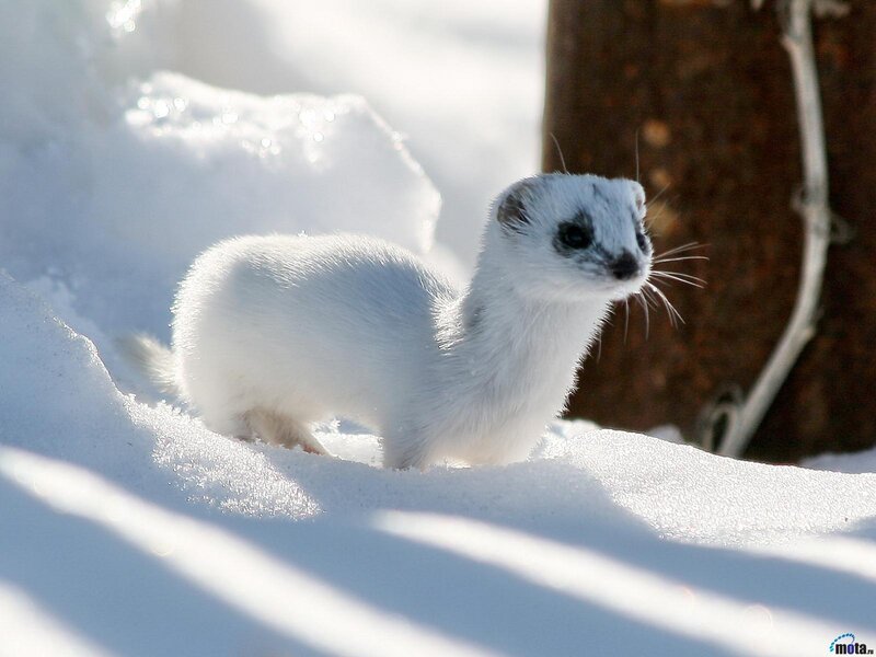 White Weasel in Snow — Calm, Winter, Photograph