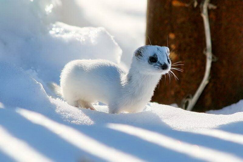 White Weasel in Snow — Calm, Winter, Photograph, Tree Trunk