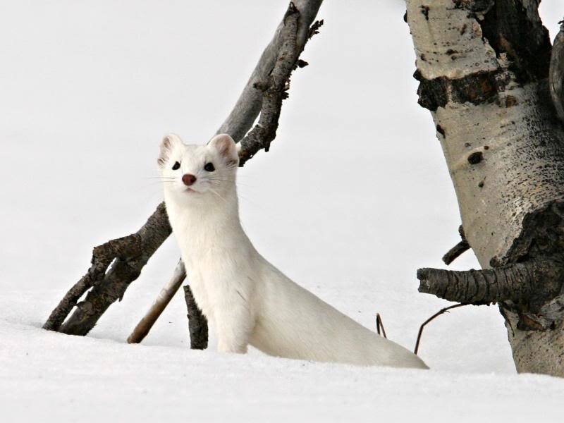 White Weasel in Snow — Calm, Winter