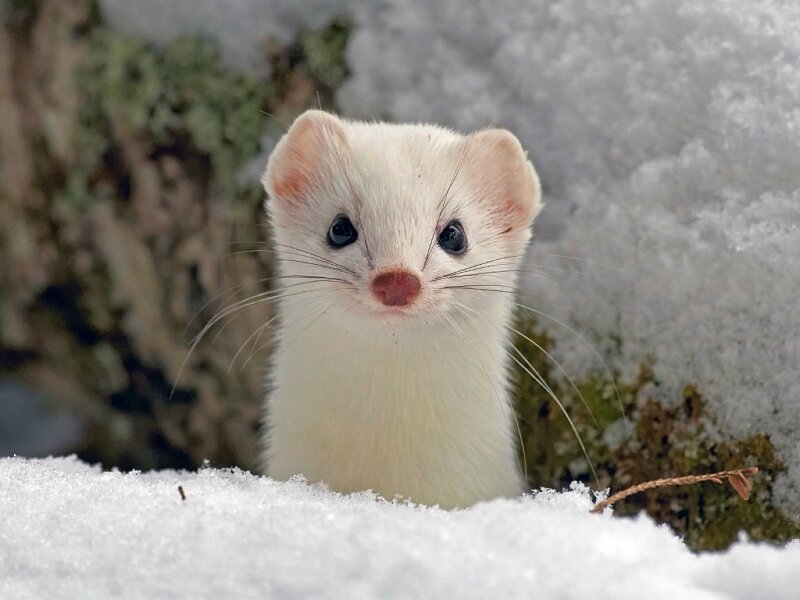 White Weasel in Snow — Curious