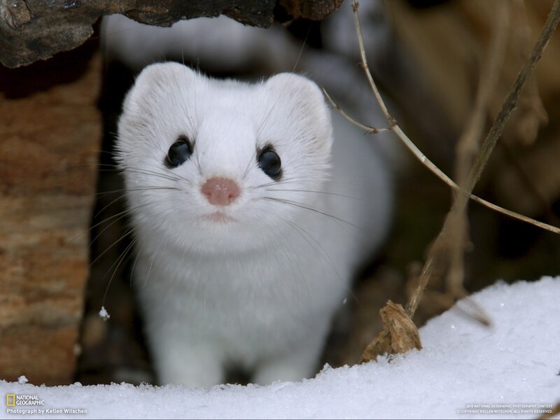 White Weasel in Snow — Curious, Winter, Photograph