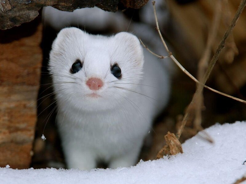 White Weasel in Snow — Curious, Winter