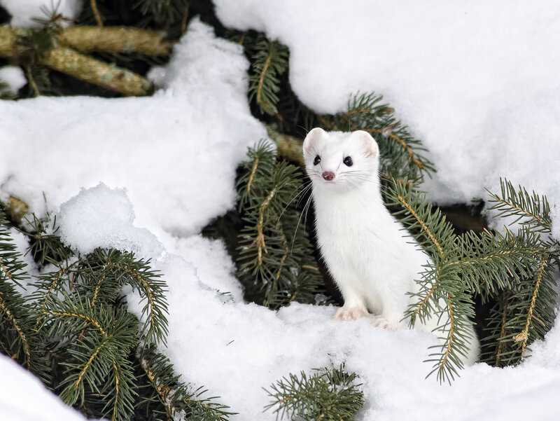 white weasel in snow