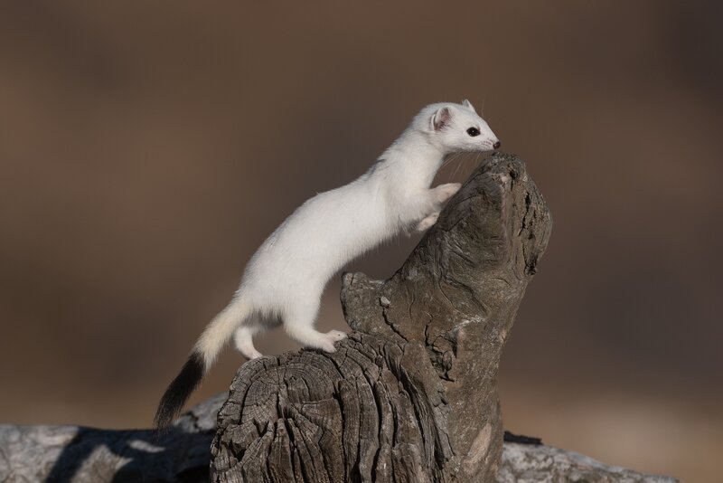White Weasel on Log — Alert