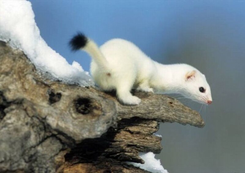 White Weasel on Log