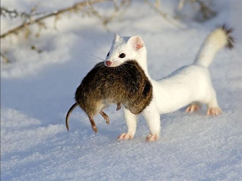 White Weasel with Prey — Natural