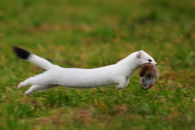 White Weasel with Prey