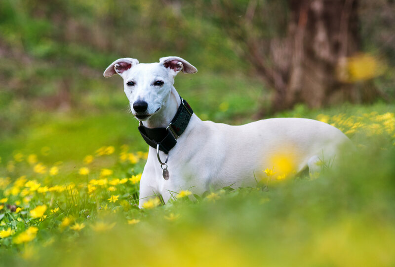 White Whippet Dog
