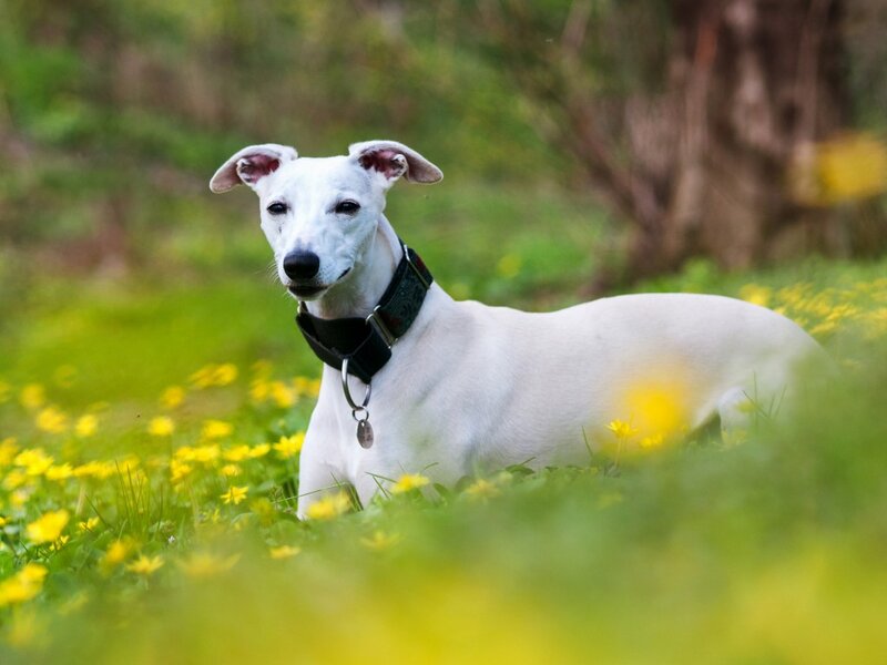White Whippet in Flowers