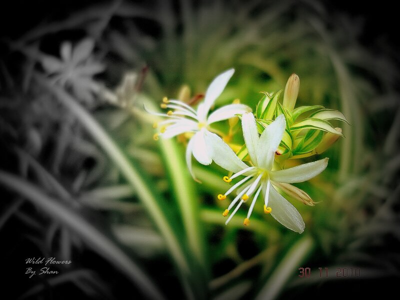 White Wild Flowers