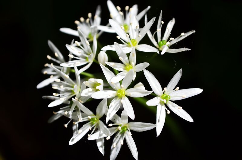 White Wild Garlic Flowers — Dramatic