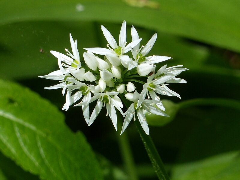 White Wild Garlic Flowers — Natural