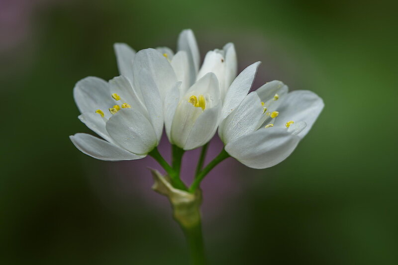 White Wild Garlic Flowers — Serene