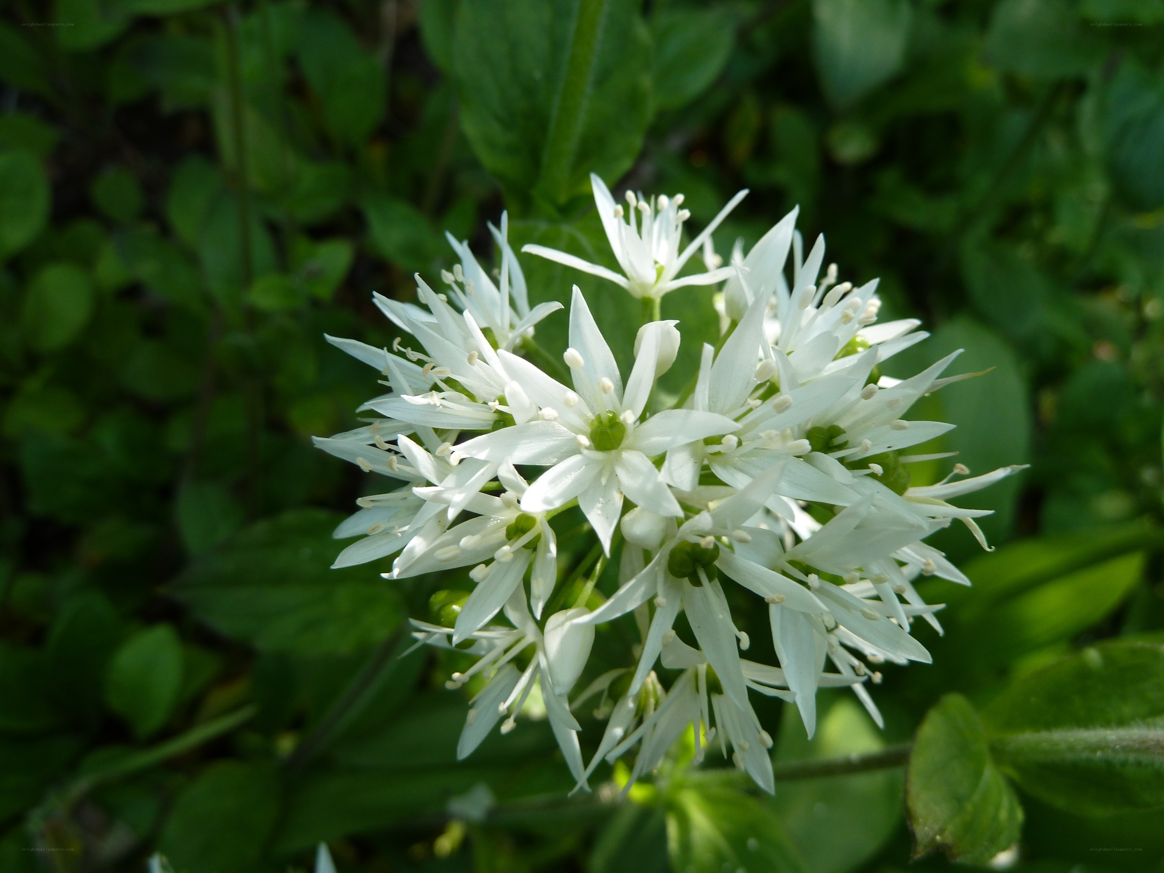 White wild garlic flowers