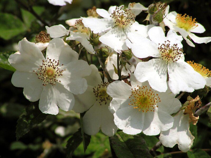 white wild rose blossoms