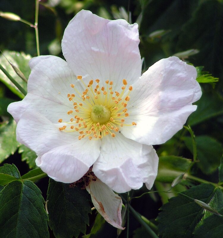 white wild rose flower