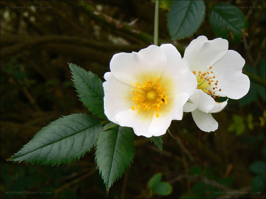 white wild rose flowers