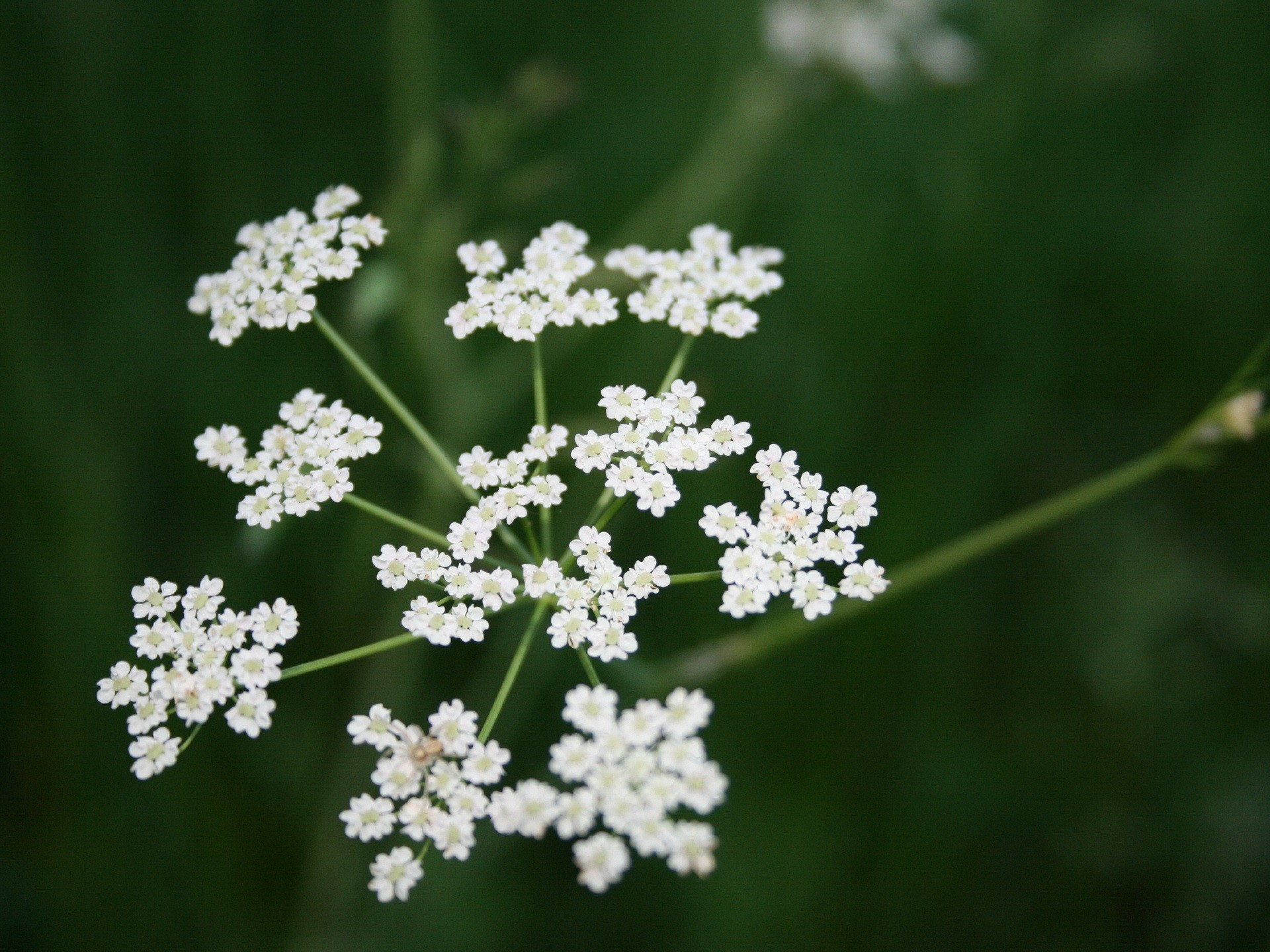 white wildflower cluster
