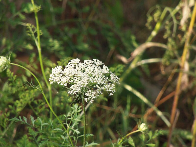 White Wildflower Cluster — Natural, Afternoon