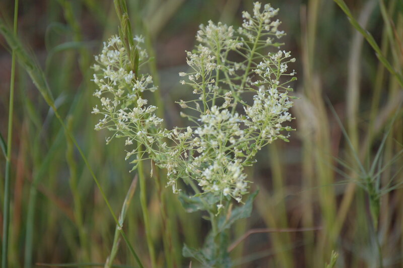 White Wildflower Cluster — Natural