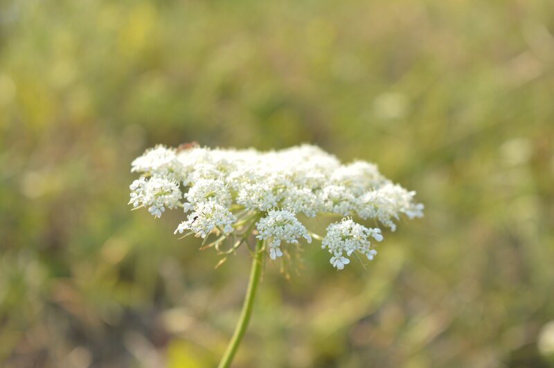 White Wildflower Cluster — Serene, Afternoon, Photograph