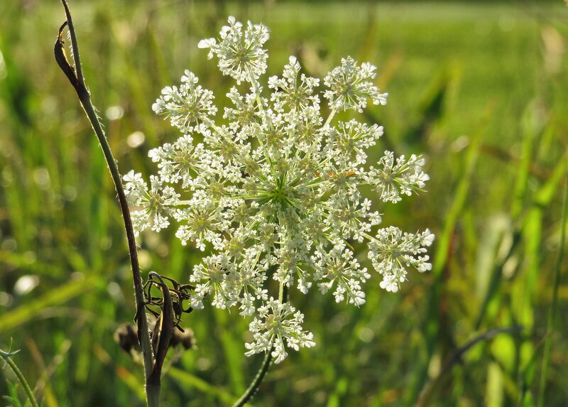 White Wildflower Cluster — Serene, Afternoon