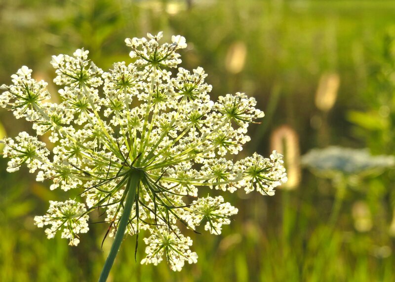 White Wildflower Cluster — Serene