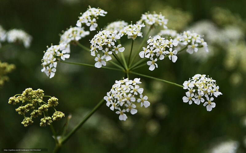 White wildflower cluster