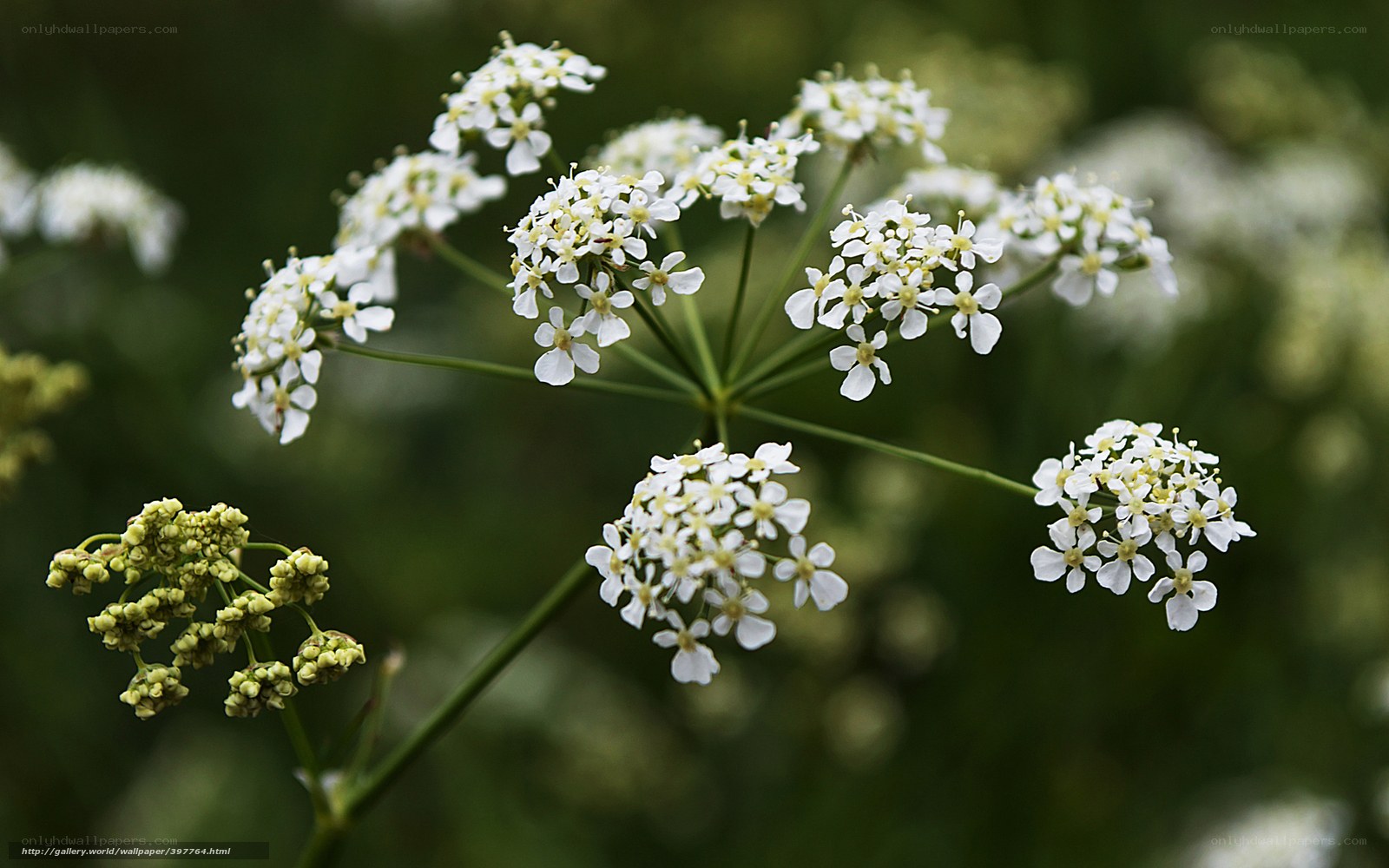 White wildflower cluster