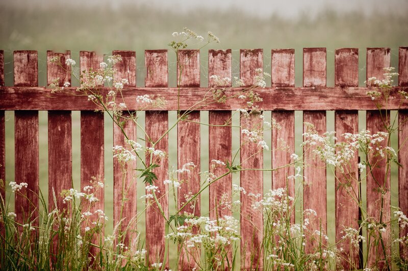 White Wildflowers by Fence — Red