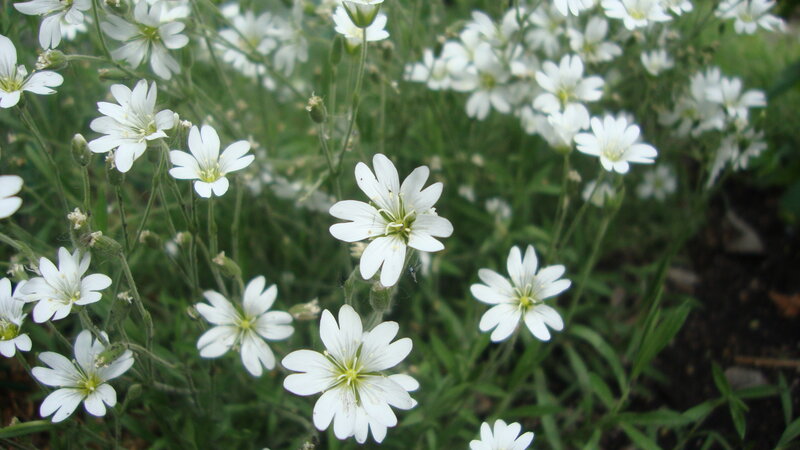 White wildflowers in a field