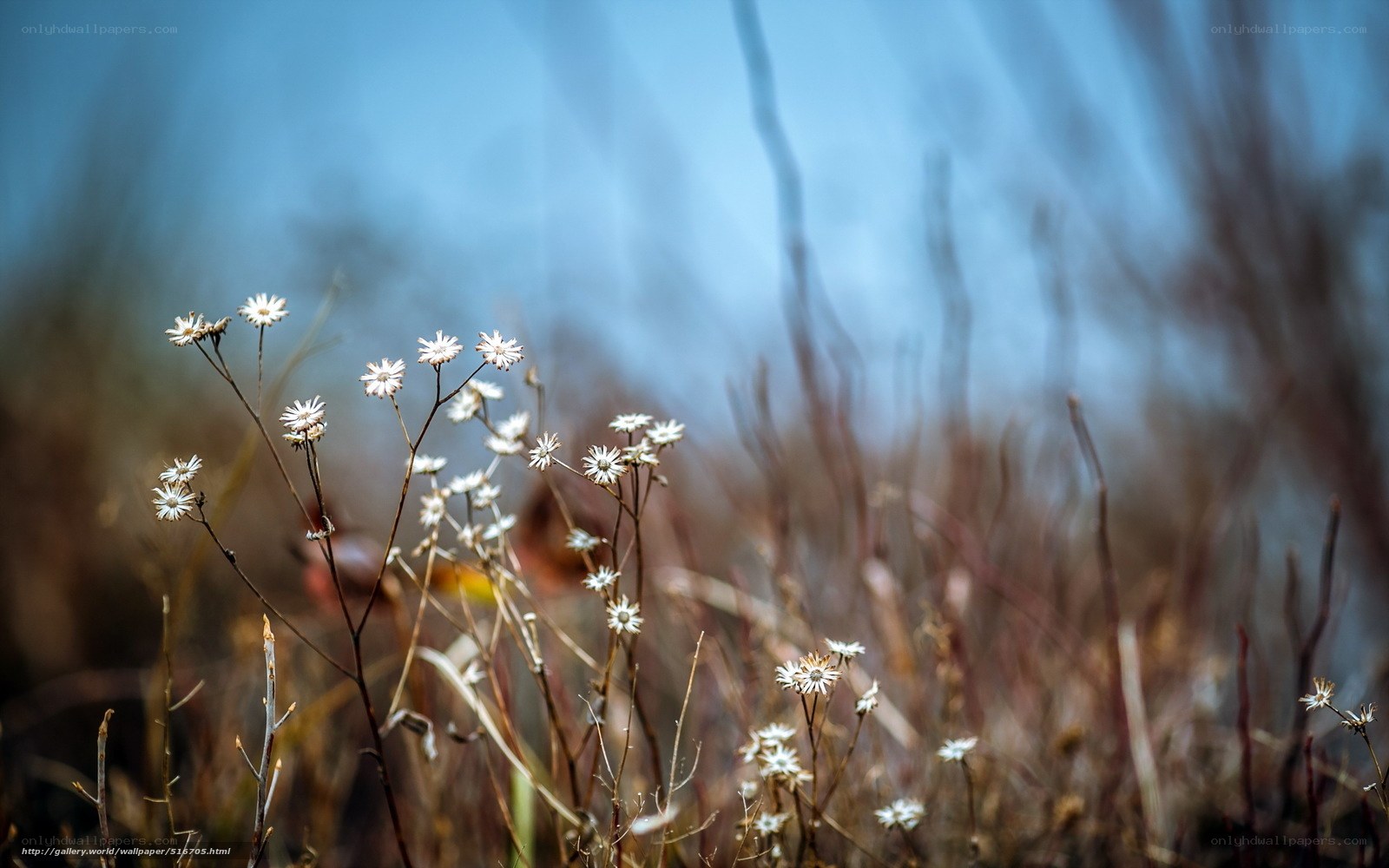 White wildflowers in a field