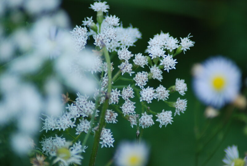 White wildflowers in a meadow
