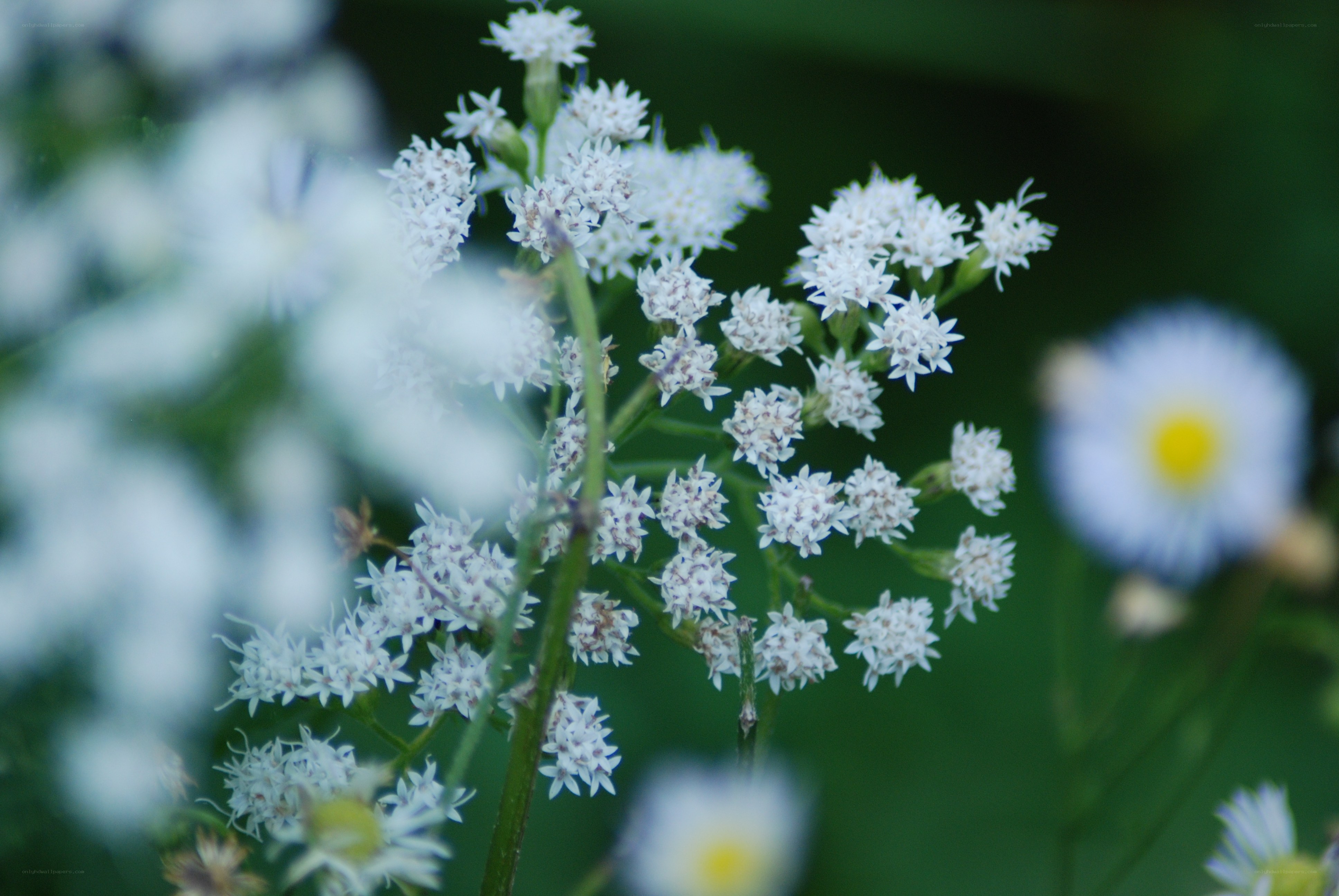 White wildflowers in a meadow