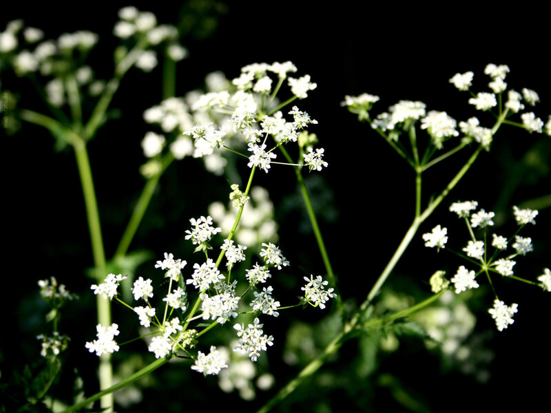 White Wildflowers in Bloom — Dramatic