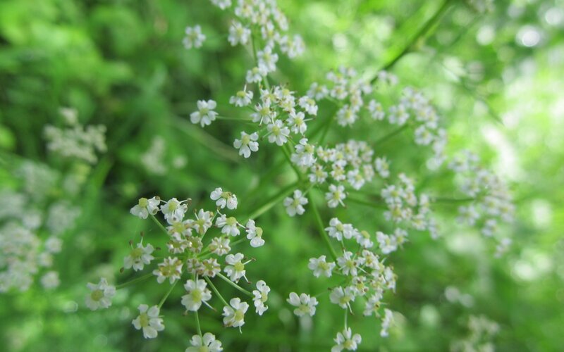 White Wildflowers in Bloom — Serene, Summer