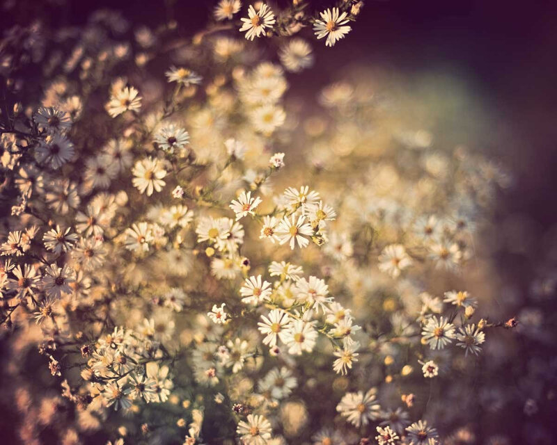 White Wildflowers in Bloom — Serene, Sunset