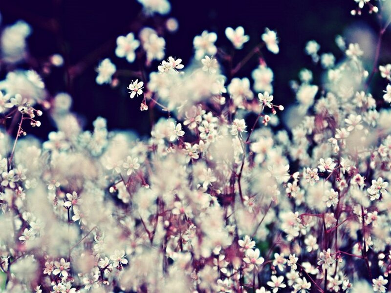 White Wildflowers in Bloom — Serene