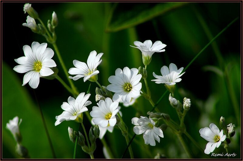 White Wildflowers in Bloom