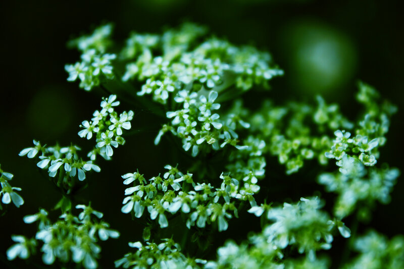 White Wildflowers in Cluster