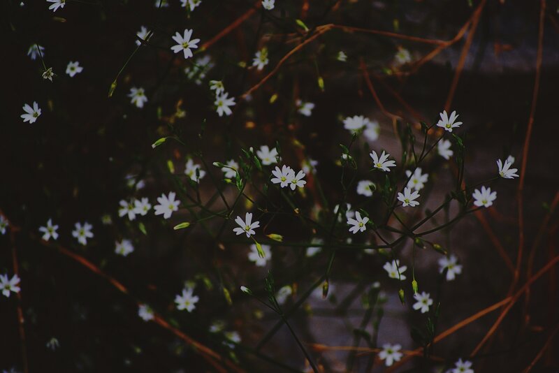 White Wildflowers in Dark