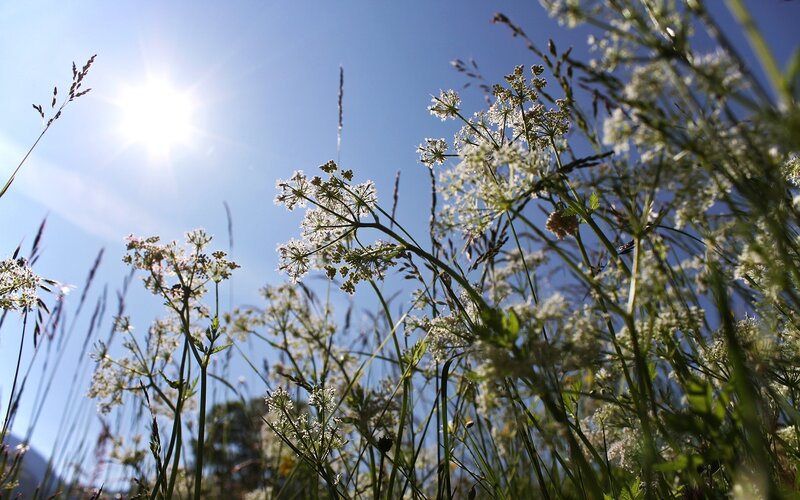 White Wildflowers in Field — Blue, Serene, Afternoon