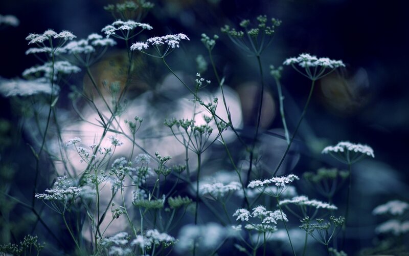 White Wildflowers in Field — Blue, Serene