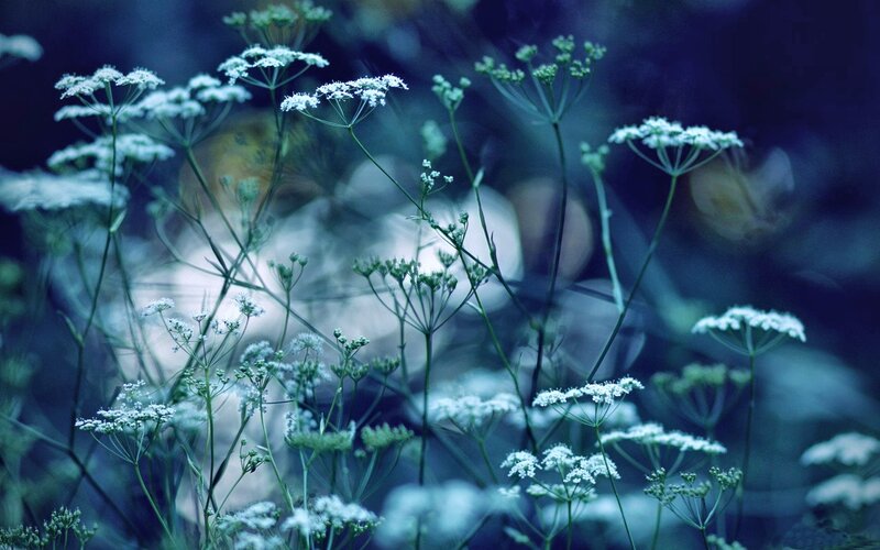 White Wildflowers in Field — Blue
