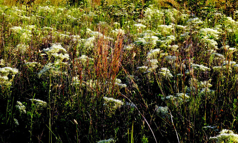 White Wildflowers in Field — Green, Natural