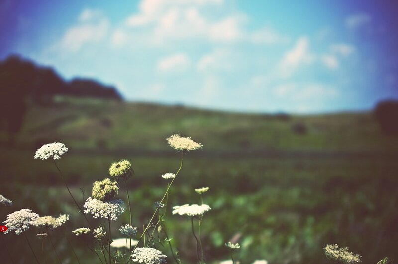 White Wildflowers in Field — Green, Serene, Afternoon, Photograph