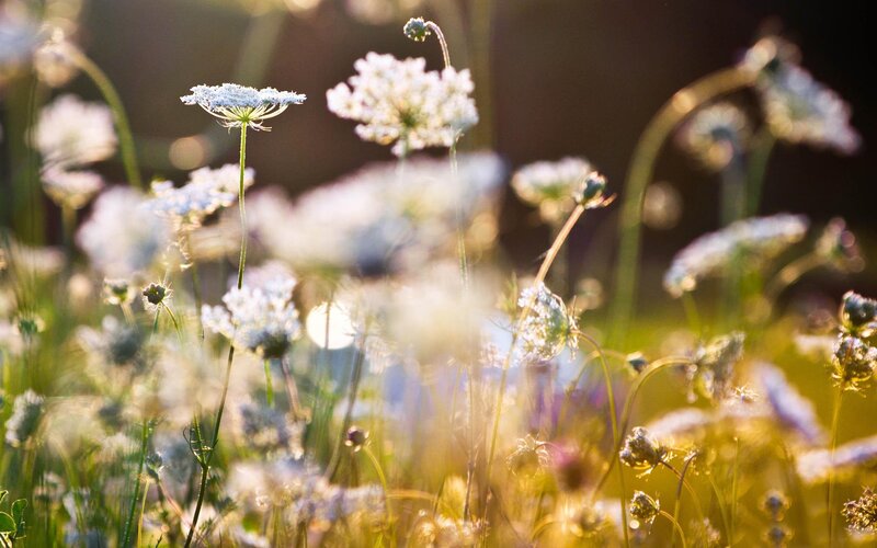 White Wildflowers in Field — Green, Serene, Sunset
