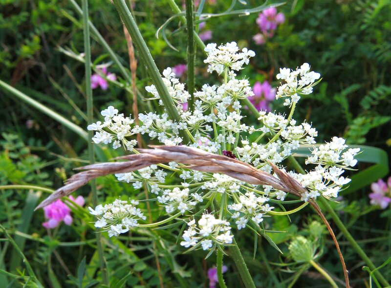 White Wildflowers in Field — Natural
