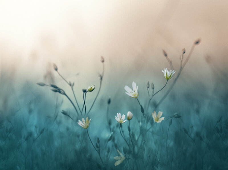 White Wildflowers in Field — Serene, Morning, Photograph